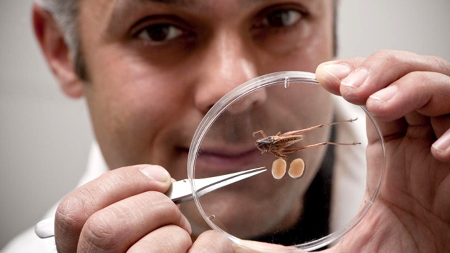 The Bushcricket's Big Testicles